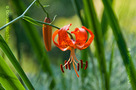 Kínai Liliom (Lilium davidii)