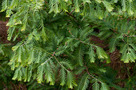 Kínai Mamutfenyő (Metasequoia glyptostroboides)