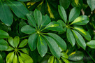 Kislevelű Sugárarália (Schefflera arboricola)