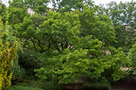 Kocsányos Tölgy (Quercus robur)