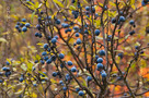 Kökény (Prunus spinosa)