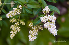 Közönséges Fagyal (Ligustrum vulgare)