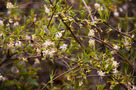 Lándzsás Lonc (Lonicera standishii var. lancifolia)