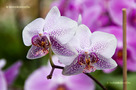 Lepkeorchidea (Phalaenopsis)