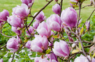Nagyvirágú Liliomfa (Magnolia x soulangeana)
