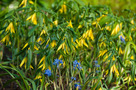 Nagyvirágú Nyakcsapfű (Uvularia grandiflora)