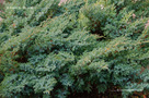 Nepáli Boróka (Juniperus squamata)