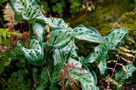 Olasz Kontyvirág (Arum italicum)