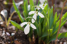 Pompás Hóvirág (Galanthus elwesii)
