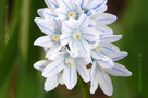 Csillagos Puskin-virág (Puschkinia scilloides)