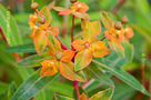 Rózsás Kutyatej (Euphorbia griffithii)