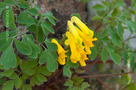 Sárga Keltike (Pseudofumaria lutea)