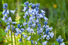 Spanyol Kékcsengő (Hyacinthoides hispanica)