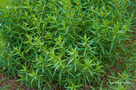 Tárkony (Artemisia dracunculus)
