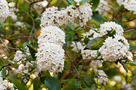 Tavaszi Bangita (Viburnum x burkwoodii)