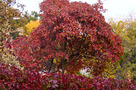 Tűzvörös Juhar (Acer tataricum subsp. ginnala)
