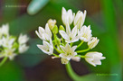 Vajszínű Csillaghagyma (Triteleia hyacinthina)