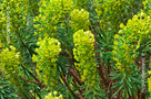 Velencei Kutyatej (Euphorbia characias subsp. wulfenii)