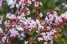 Vérszilva (Prunus cerasifera f. atropurpurea)