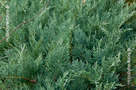 Virginiai Boróka (Juniperus virginiana)